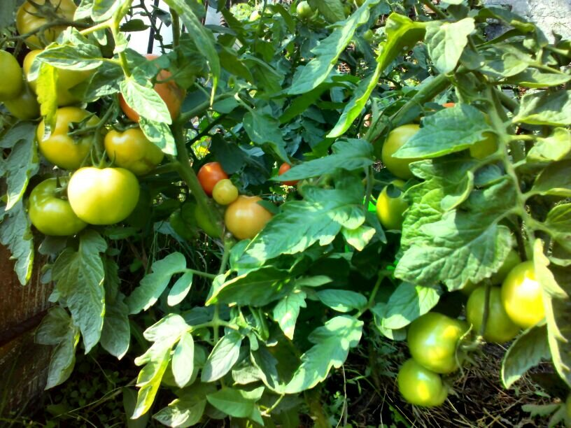 Низкорослые томаты для открытого грунта: 9 фото- отзывов